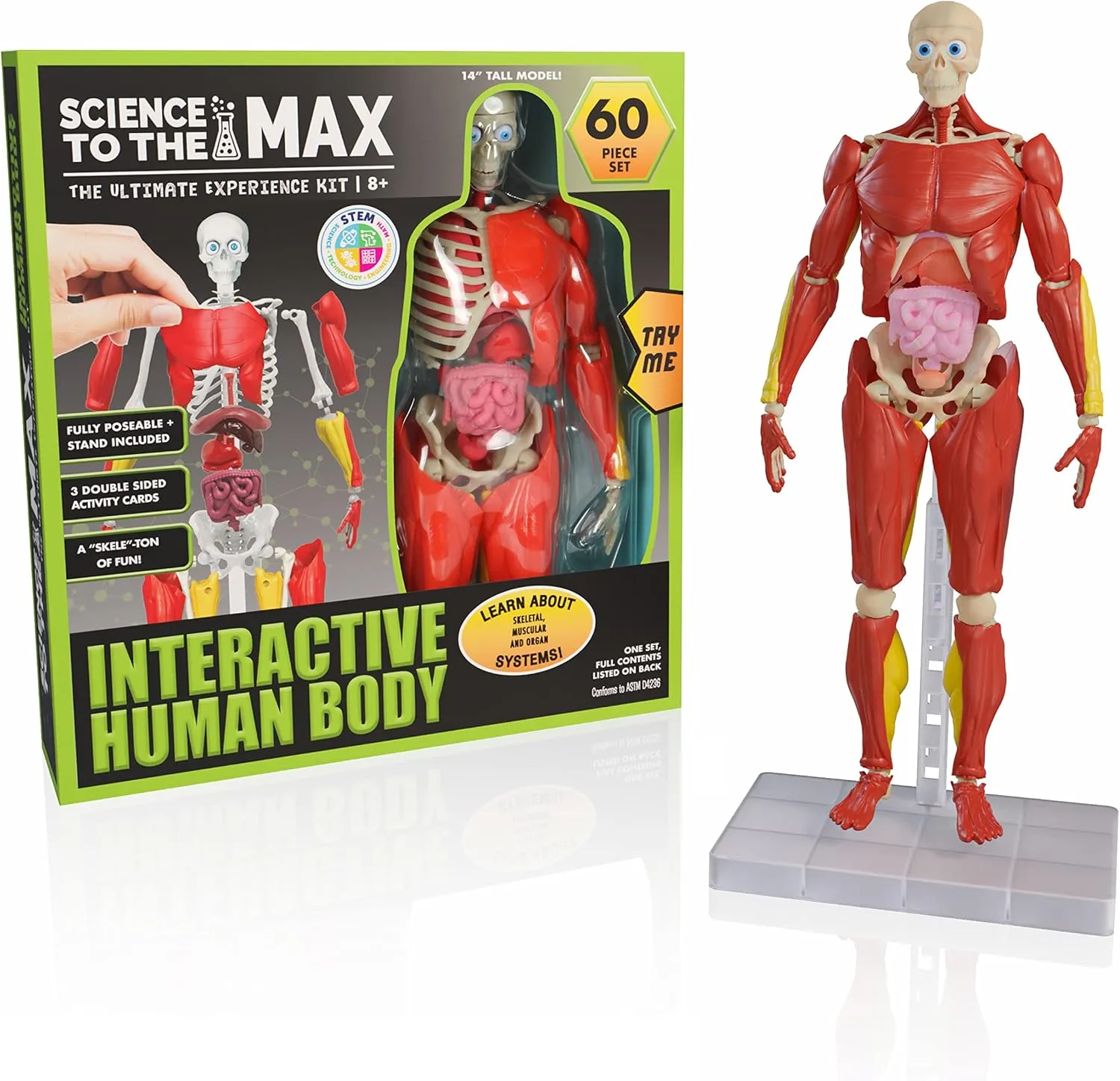 Be Amazing! Toys Interactive Human Body - 60 Piece Fully Poseable Anatomy Figure  14 Tall Model - Anatomy Kit  Removable Muscles, Organs,Bones STEM Toy  Ages 8 