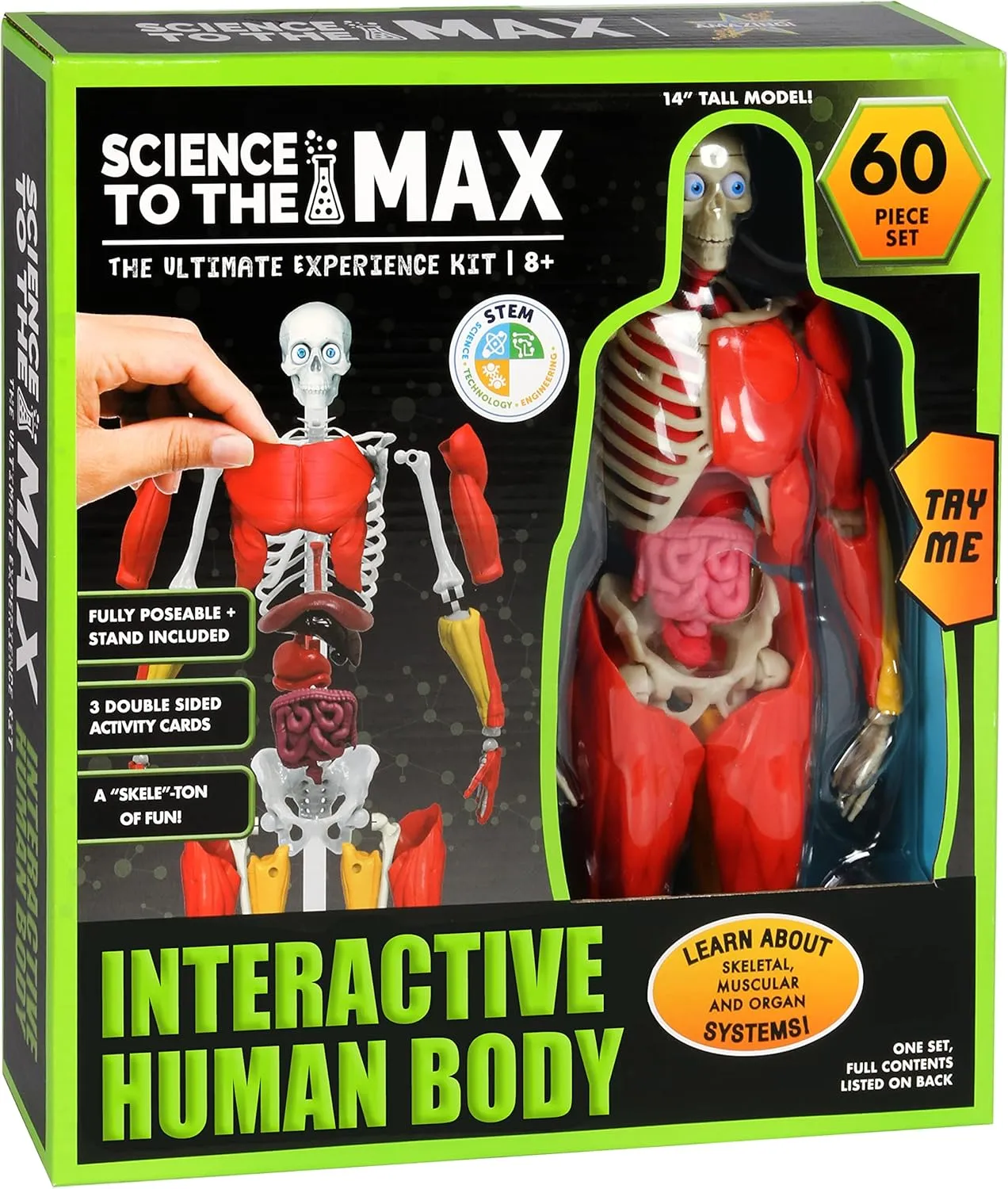 Be Amazing! Toys Interactive Human Body - 60 Piece Fully Poseable Anatomy Figure  14 Tall Model - Anatomy Kit  Removable Muscles, Organs,Bones STEM Toy  Ages 8 