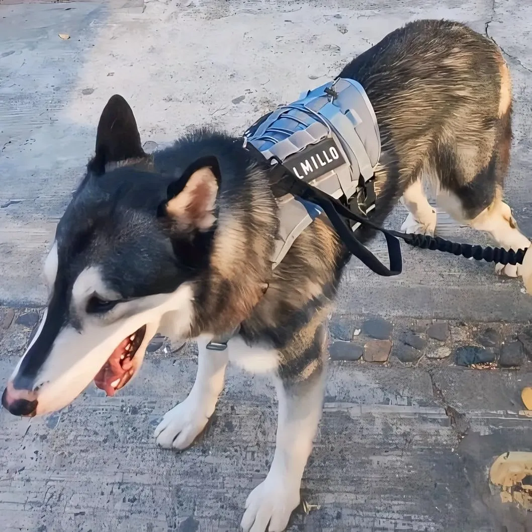 DIY Dog's Name & Everything Dog Harness Leash Set, Personalized No Pull Dog Vest, Custom Tactical Military Dog Harness & Retractable Leash, Outdoor Training Gear for Medium & Large Dogs (Gray, M)