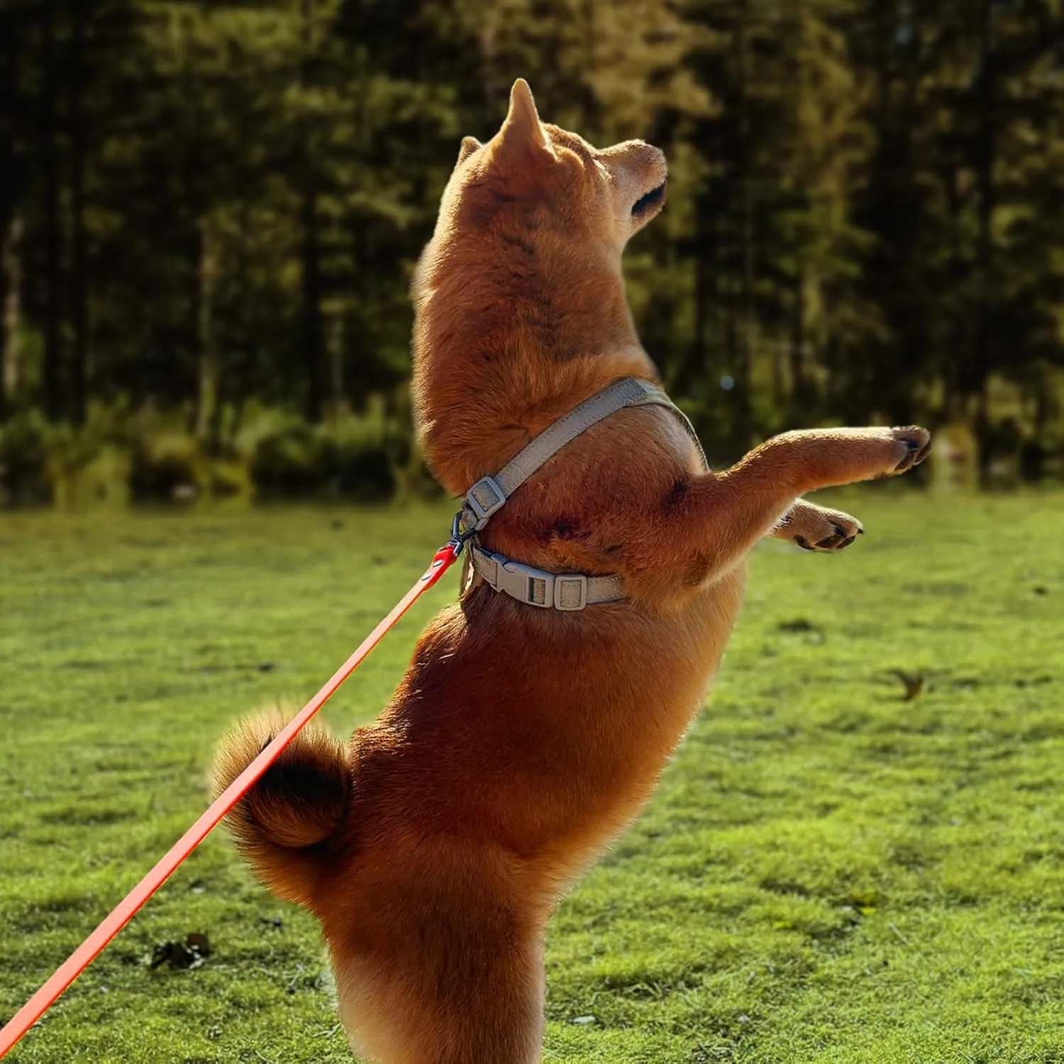 Dog Training Long Leash Waterproof Long Line Heavy Duty Outdoor Recall Lead 10ft 15ft 20ft 30ft 50ft for Small Medium Large Dog (Orange, 30FT)