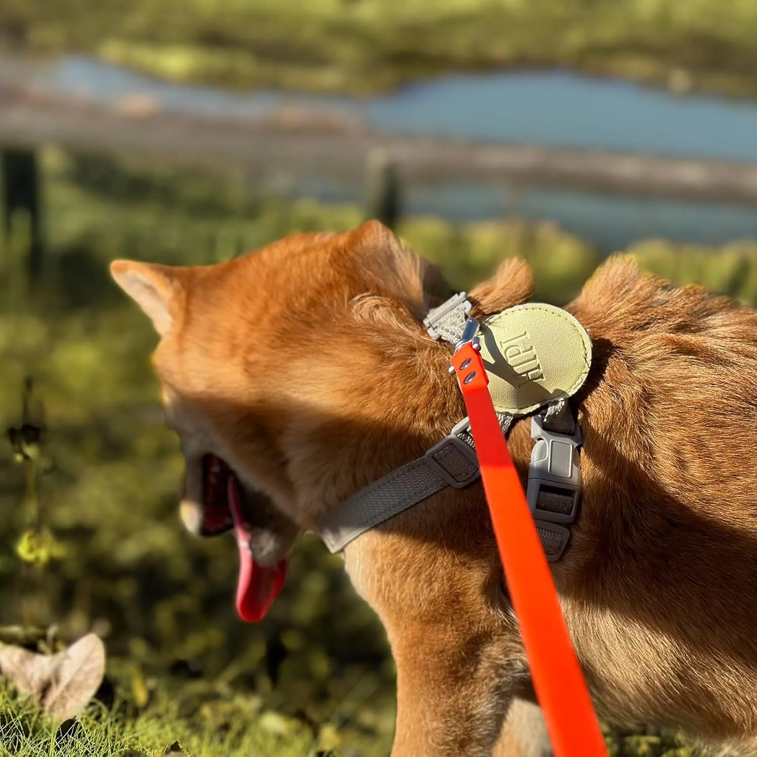 Dog Training Long Leash Waterproof Long Line Heavy Duty Outdoor Recall Lead 10ft 15ft 20ft 30ft 50ft for Small Medium Large Dog (Orange, 30FT)