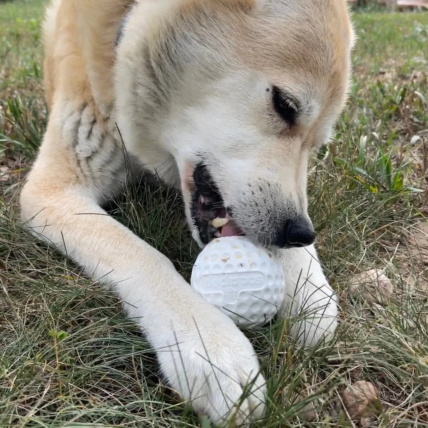 Golf Ball Treat Dispenser for Dogs