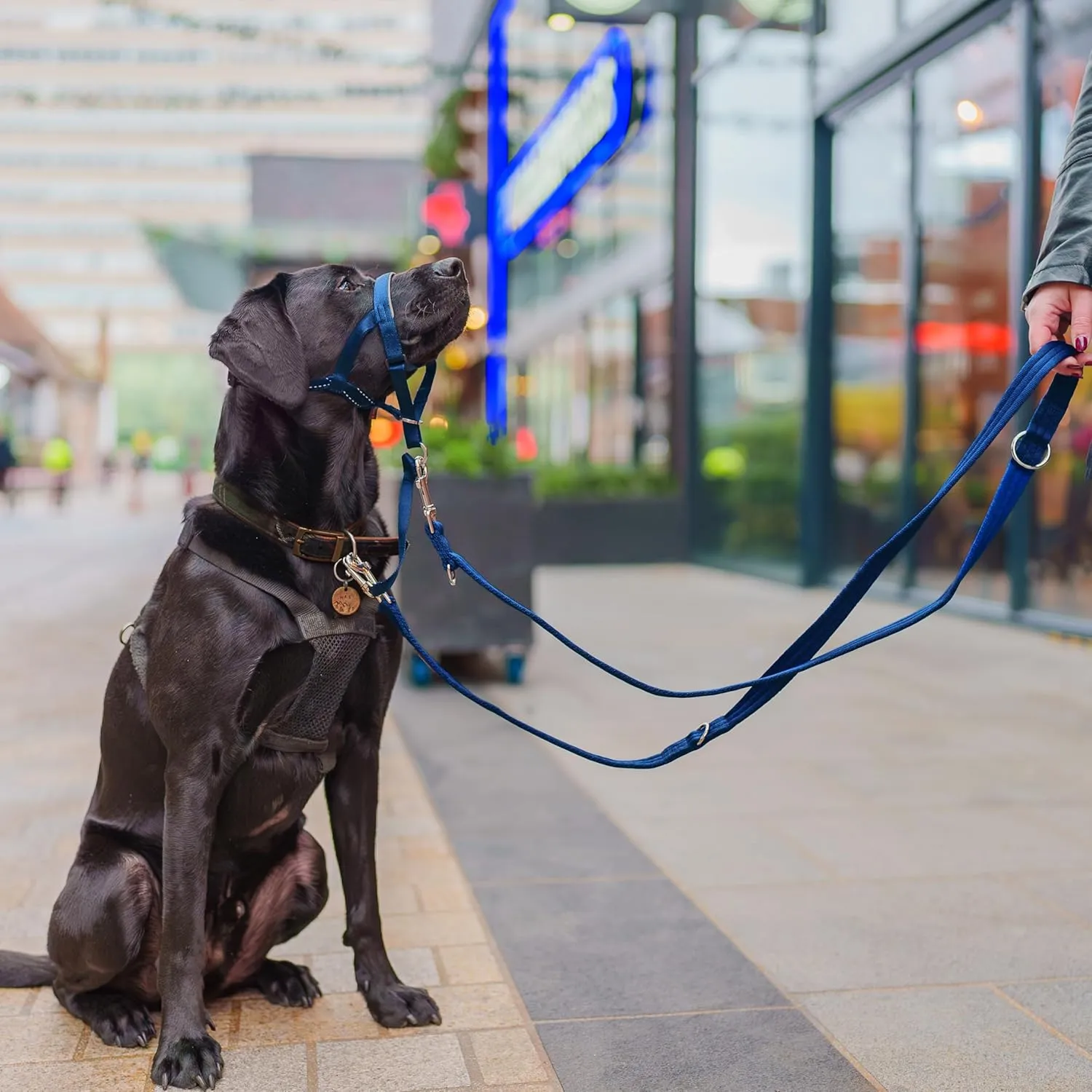 HALTI Training Leash - Multifunctional Double-Ended Dog Leash, Ideal for Anti-Pulling Dog Training. Lightweight & Durable. Suitable for Medium to Large Dogs & Puppies (Size Large, Cobalt Blue, 2m)