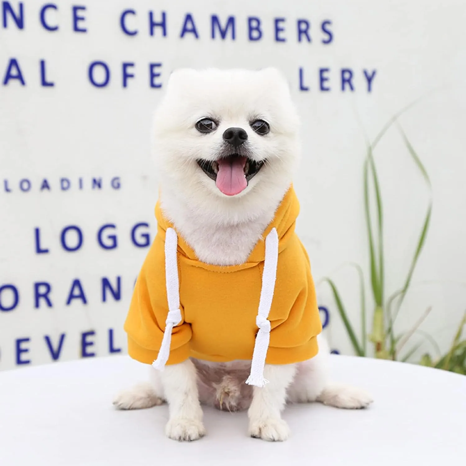 PETCARE Dog Hoodie - Yellow Winter Warm Fleece Hooded Sweatshirt with Pocket - Small Dog Clothes - Chihuahua, Yorkies, French Bulldog Outfits - Cold Weather Coats
