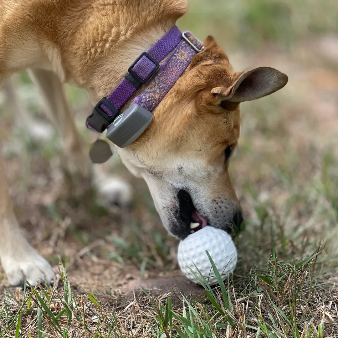 SodaPup Golf Ball Chew & Treat Dispenser